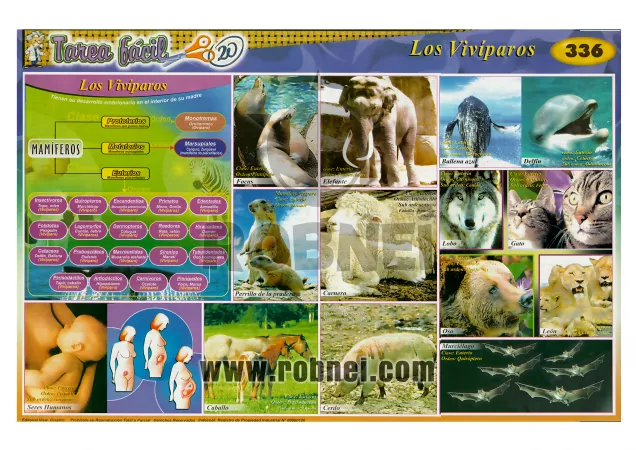 Los Viviparos